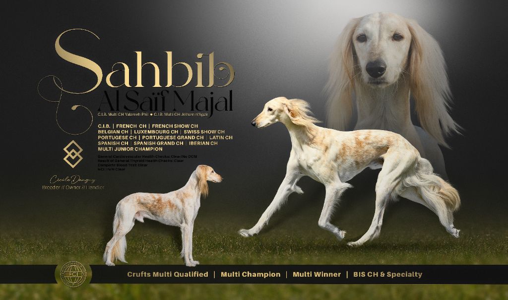 Plan Chiots Automne 2025
