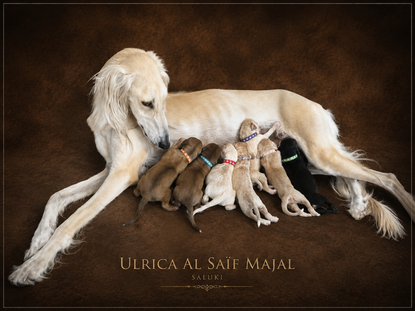 Chiot Saluki Al Saïf Majal